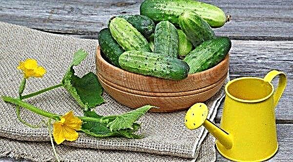 Processing cucumbers with zelenka: why is it needed, terms and features of processing, useful tips