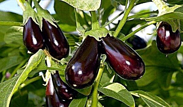 Hur ofta att vattna aubergine: vattningsmetoder i ett växthus och i öppen mark