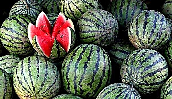 Wassermelone für den Darm: Nutzen und Schaden, insbesondere Verzehr, Kontraindikationen