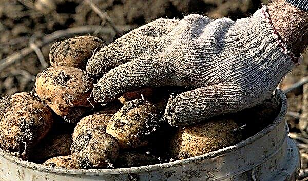 Potato Giant: description and characteristics of the variety, features of cultivation and care, photo