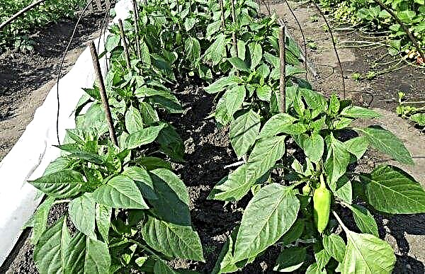 Peppers do not blush: what to do and how to accelerate ripening
