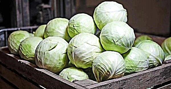 Cabbage Zimovka: description, features of cultivation and care of the variety, photo