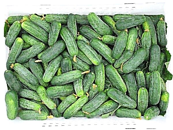 Hector F1 komkommer: kenmerken en kenmerken, regels voor het kweken en verzorgen van komkommers op de site, foto