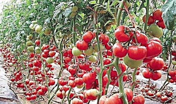 Tomate "Jongleur f1": Charakteristik und Beschreibung der Sorte, Foto, Ertrag, Pflanzung und Pflege