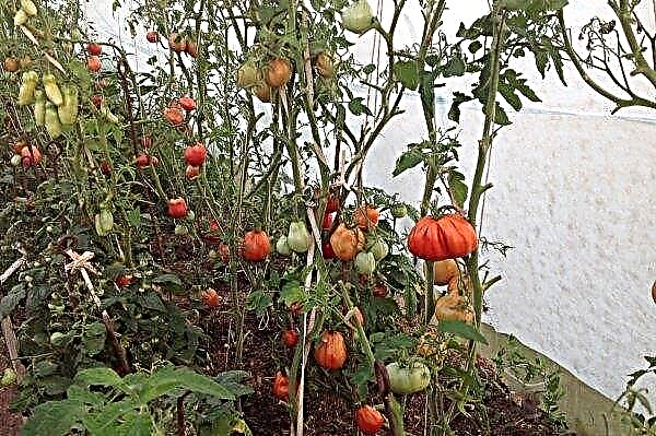 كوخ الطماطم Puzata - خصائص ووصف مجموعة الطماطم ، الصورة