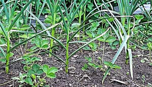 Чи можна садити цибулю і часник на одній грядці: особливості посадки і вирощування