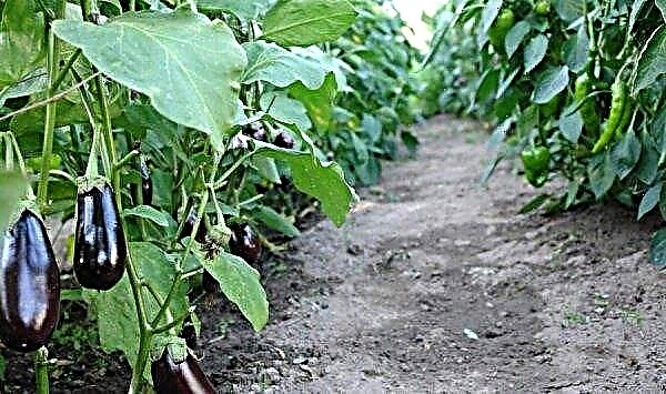 ¿Qué se puede y no se puede plantar pimienta en un invernadero?