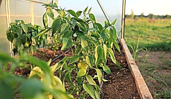 Hvordan fodres peberfrugter under blomstring, indstilling?