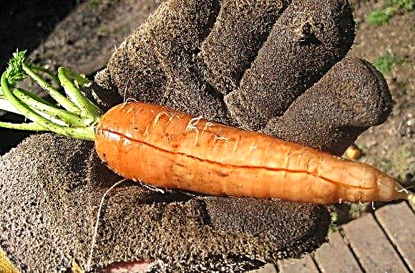 Why carrots crack in the garden: possible causes and features of fixing the problem