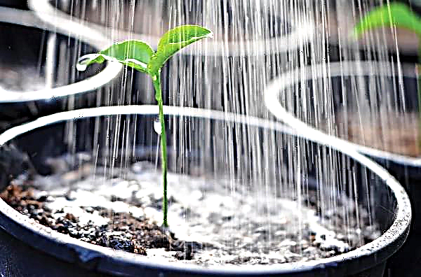 10 secrets of watering indoor plants