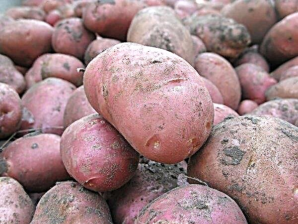 Hôtesse de cultivars de pommes de terre: caractéristiques et description, culture agricole en pleine terre, photo