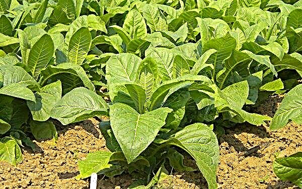Odrůdy tabáku: popis a vlastnosti, pro dýmky, cigarety a vodní dýmky, nejvonivější, rostoucí, fotografie