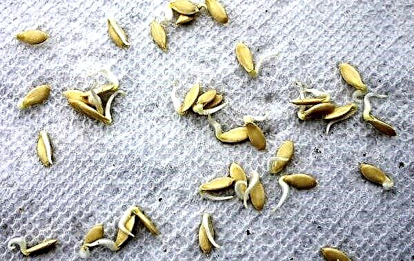 Préparation de graines de concombre à planter en serre ou en pleine terre: étalonnage et désinfection, durcissement et chauffage