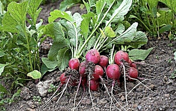 Plantar rábanos en agosto: selección de variedades, características de cultivo y cuidado