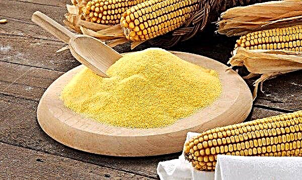Comment distinguer le maïs fourrager des aliments: à quoi il ressemble, à quoi il ressemble