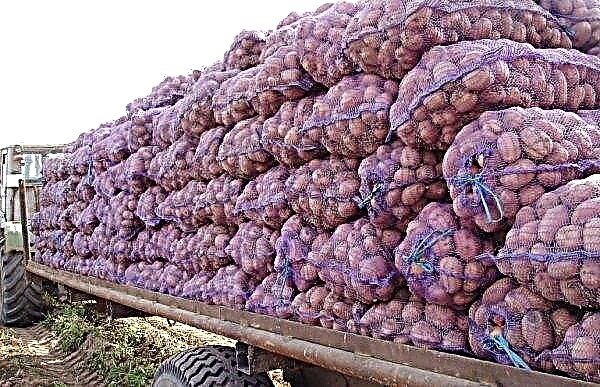 Potatis Rosara: beskrivning och egenskaper hos sorter med foton, smak och stärkelseinnehåll, särskilt odling och lagring, video