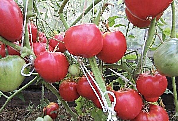 Varieti tomato untuk rumah hijau, tahan terhadap penyakit akhir: keterangan dan ciri-cirinya