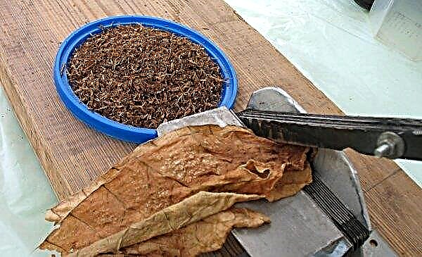 Variétés de tabac à fumer ne nécessitant pas de fermentation: règles de sélection et de stockage