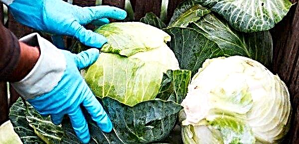 Late Moscow cabbage: description, features of cultivation and care, photo