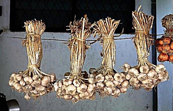 Growing garlic in a greenhouse: advantages and disadvantages, cultivation and care