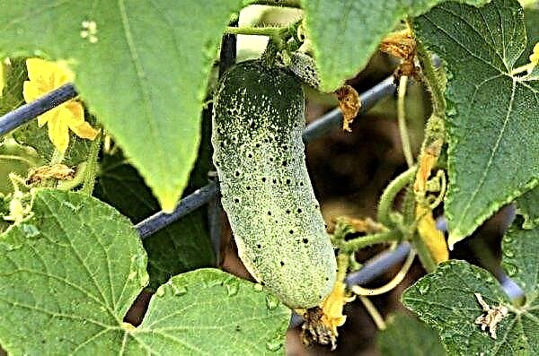 Ved hvilken temperatur vokser agurker: i et drivhus, i åben jord, hvor de holder op med at vokse, når du har brug for at dække