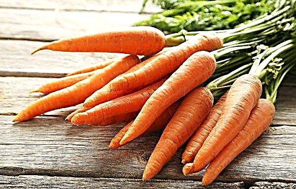 Carrots for the liver and gall bladder: the benefits and harms of carrot juice, photo