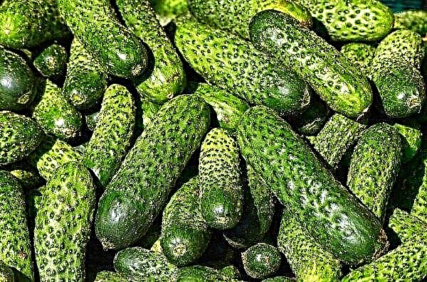 Rendimento do pepino: características e produtividade média por 1 metro quadrado, as melhores variedades em casa de vegetação e campo aberto, foto