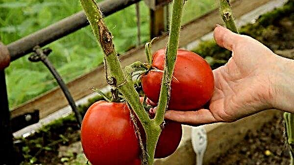 Fusarium murcha de tomate: tratamento, foto