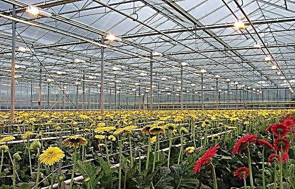 Air heating of the greenhouse in winter: with furnaces, infrared emitters, fan heaters with sleeves