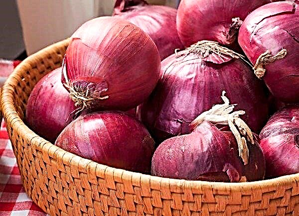 Onion Rosanna: description and characteristics of the variety, planting, growing and care, photo