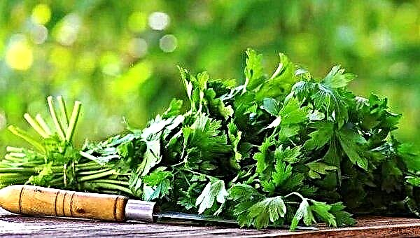 A cilantro télen történő tárolása: a cilantro otthon történő hosszú távú tárolásának módszerei és szabályai