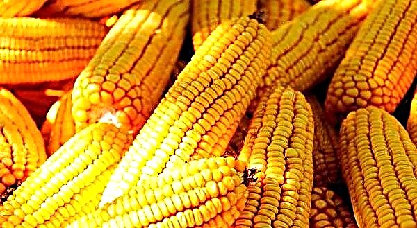 Sweet corn: the sweetest varieties, the benefits and harms, calories, cultivation