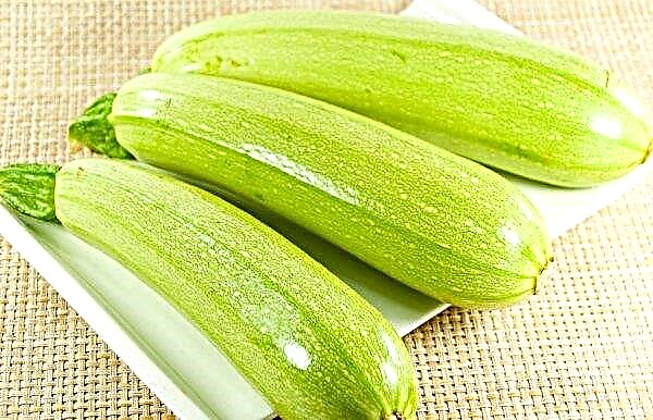Raw zucchini: health benefits and harms, how many calories and nutrients they contain, use in cooking and traditional medicine