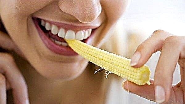 Corn for weight loss: boiled or canned, the benefits and harms of the diet