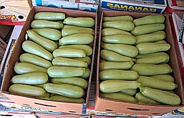How to store zucchini at home: where, how much and at what temperature