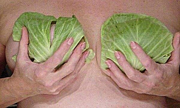 Fresh white cabbage during breastfeeding: is it possible and when to eat a nursing mother