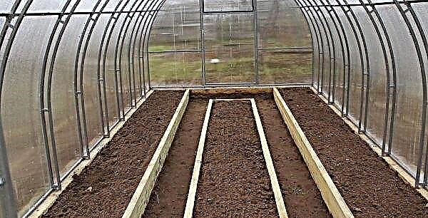 Land for planting tomatoes in a greenhouse: requirements, preparation features