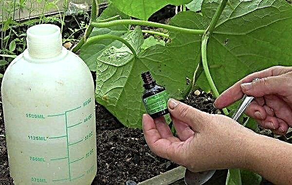 What and how to feed cucumbers during flowering and fruiting