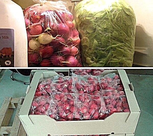 Radish Duro Krasnodar: characteristic and description of the variety, cultivation and care, photo