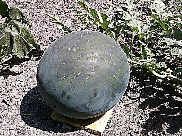 Wassermelone Ogonyok: Beschreibung der Sorte, Merkmale des Anbaus und der Pflege, Foto