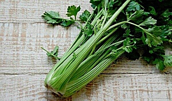 Petiole celery: health benefits and harms, especially consumption and contraindications