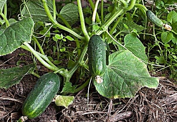 Siderata for cucumbers: how to choose what they are for, timing, video