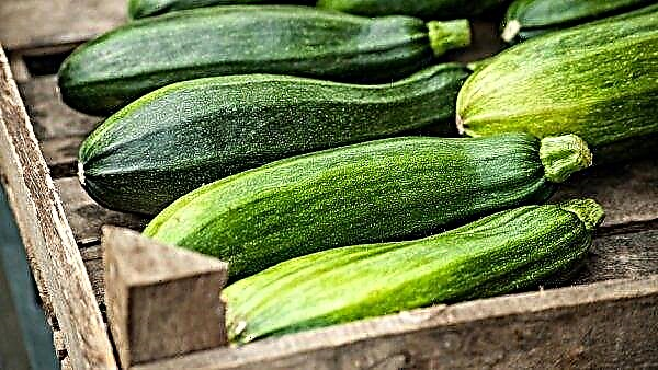 How to store zucchini for the winter in the cellar: how much time, how to prepare the cellar and vegetables