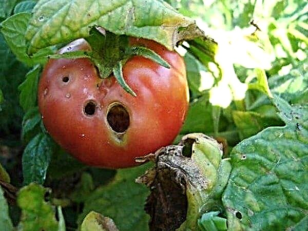 “Misafirperver” domates: çeşitliliğin özellikleri ve tanımı, verimi, yetiştirme ve bakım özellikleri, fotoğraf