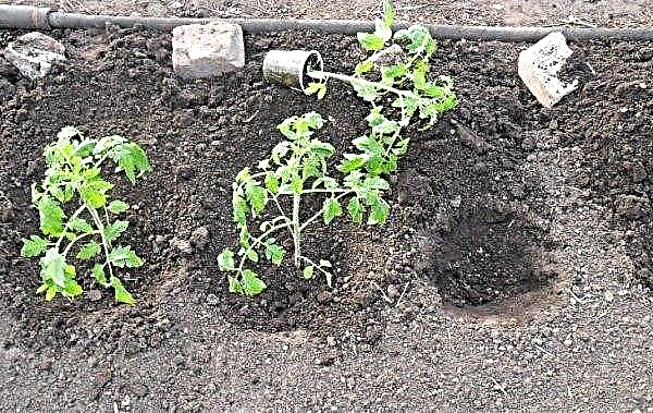 Plantando tomates para mudas em 2019, de acordo com o calendário lunar