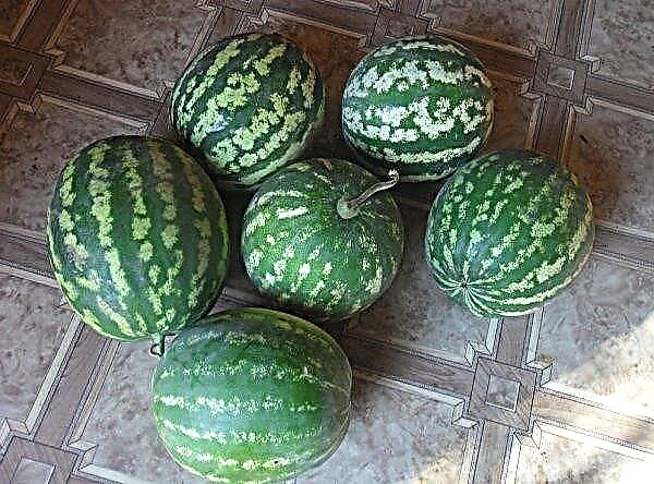 Watermelon Holodok - description, characteristics of the variety, care tips