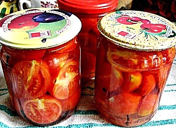 Tomater i gelatin för vintern: recept steg för steg