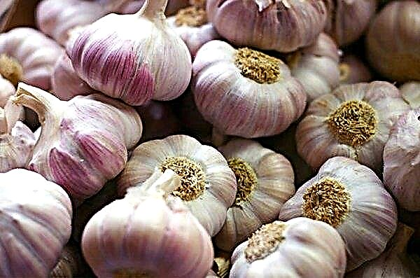 The average yield of garlic (winter spring) - 1 hundred parts and hectare