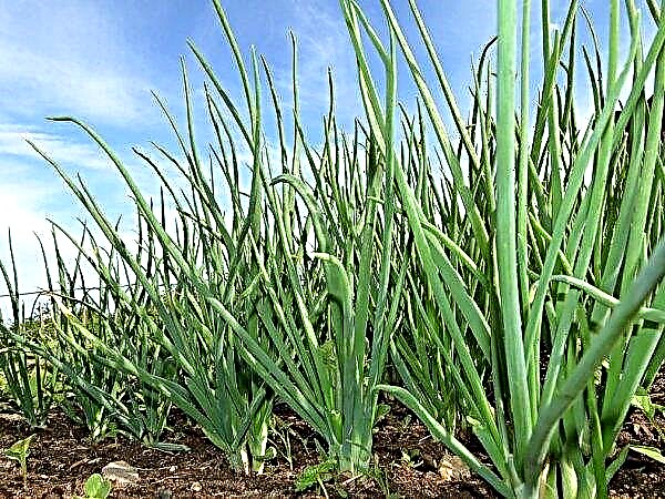 Onion family: timing and features of planting and care in the open ground, photo