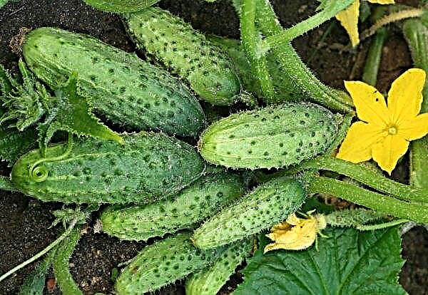 Komkommers groeien niet of slecht: waarom en wat te doen